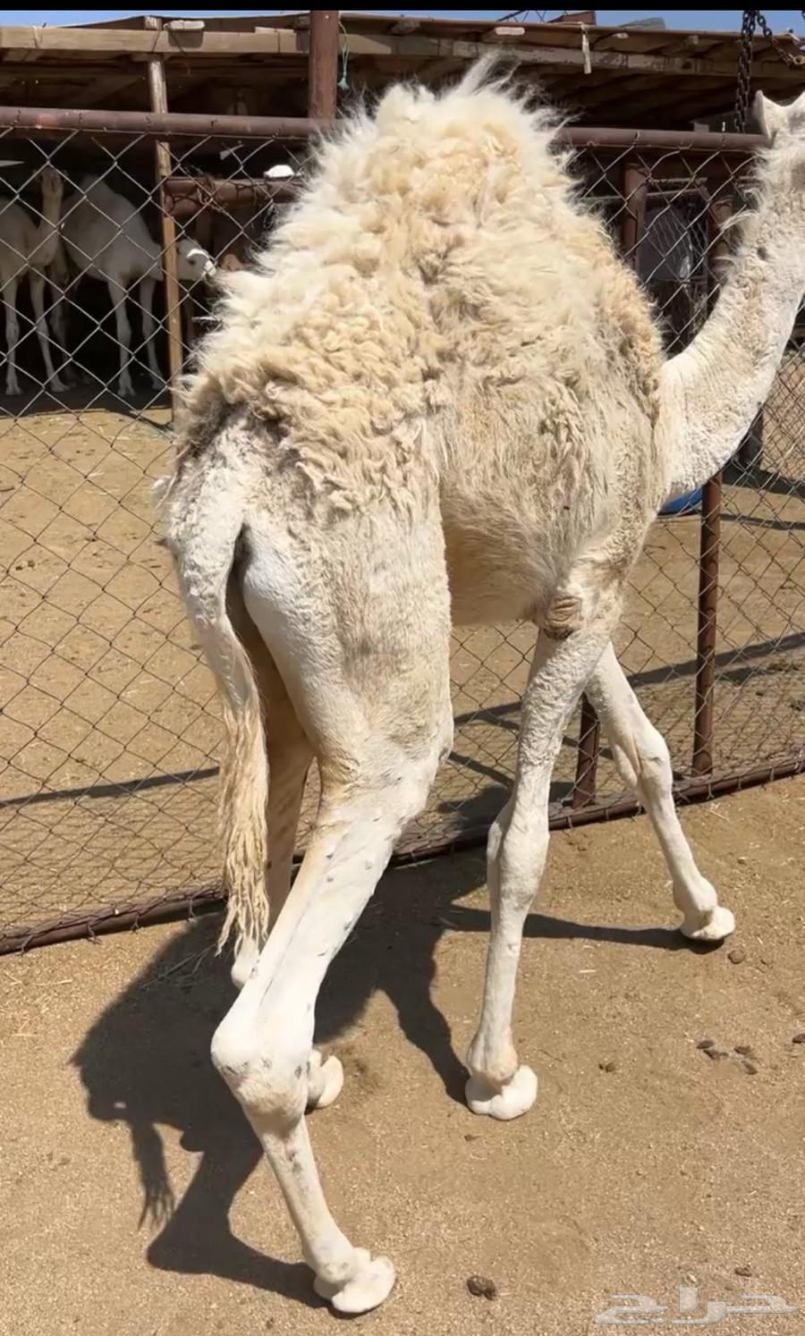 حوار لباني شراكه ارباع تم البيع64615546821634110