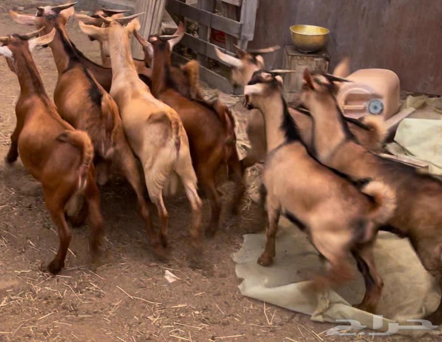 تيوس للبيع64614720328321110