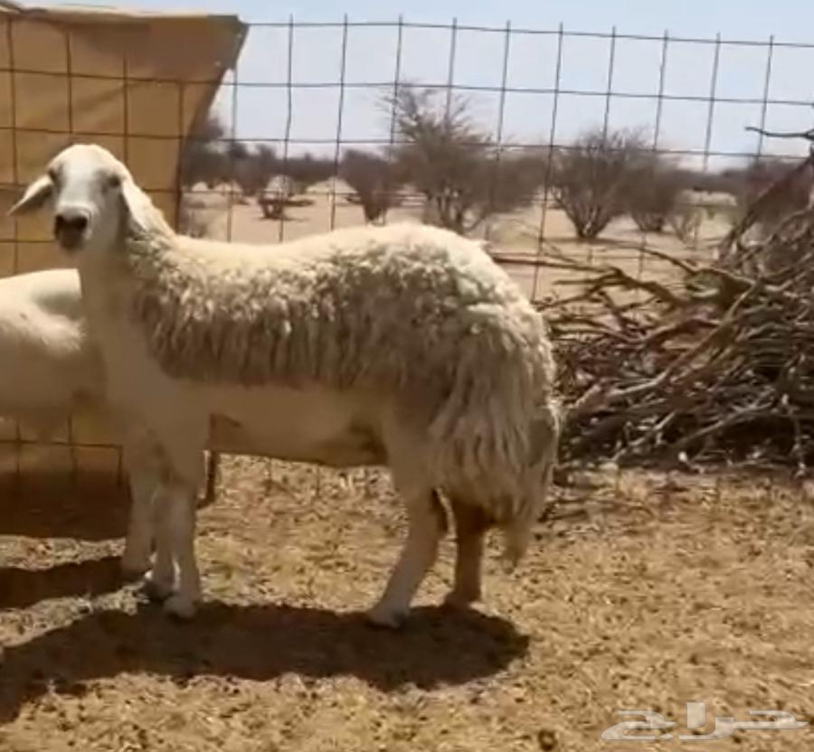 مشروع فحل صنف الصنف تم البيع خارج الموقع64613153647106112