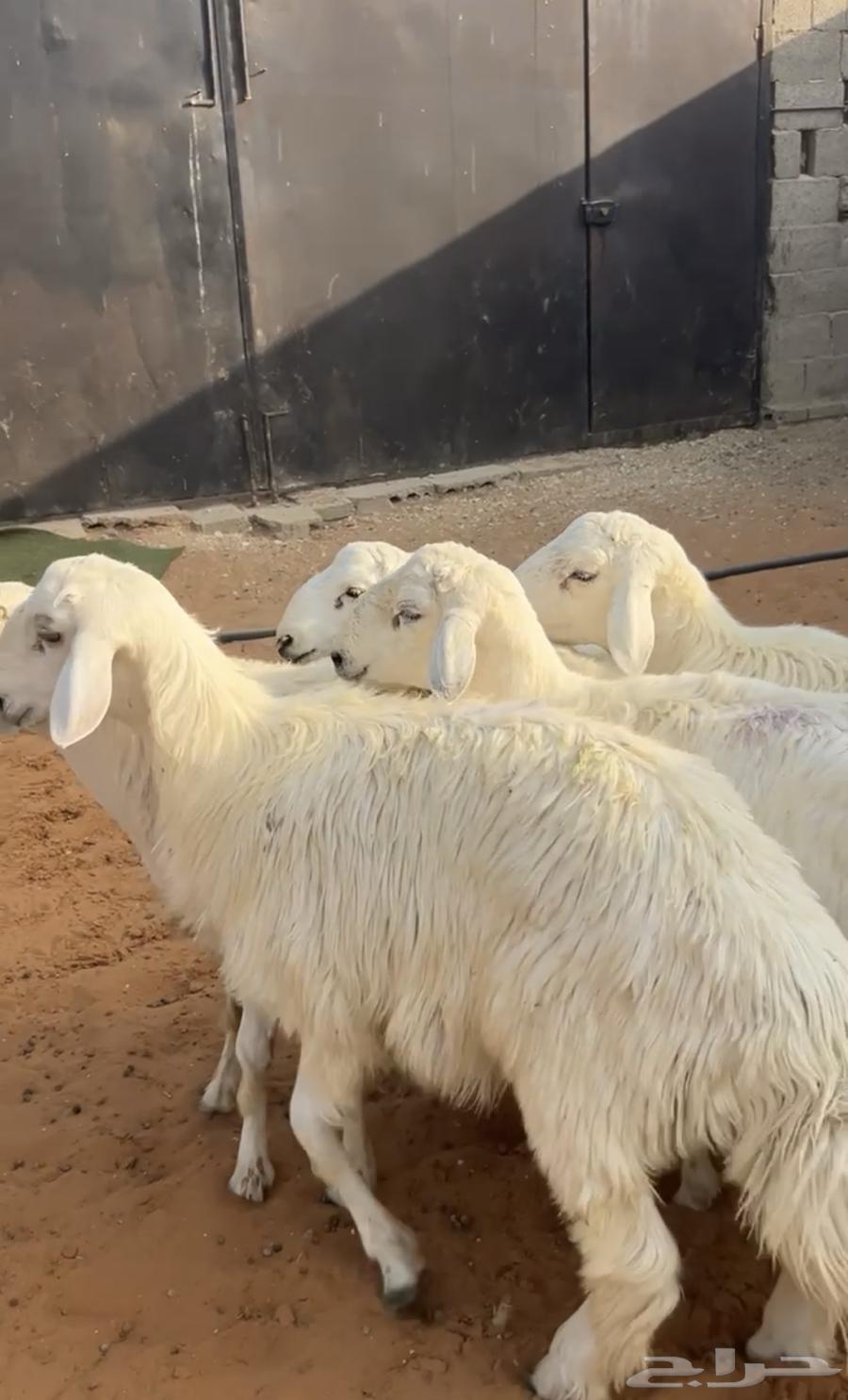 للبيع خرفان جذعان64607706737410112