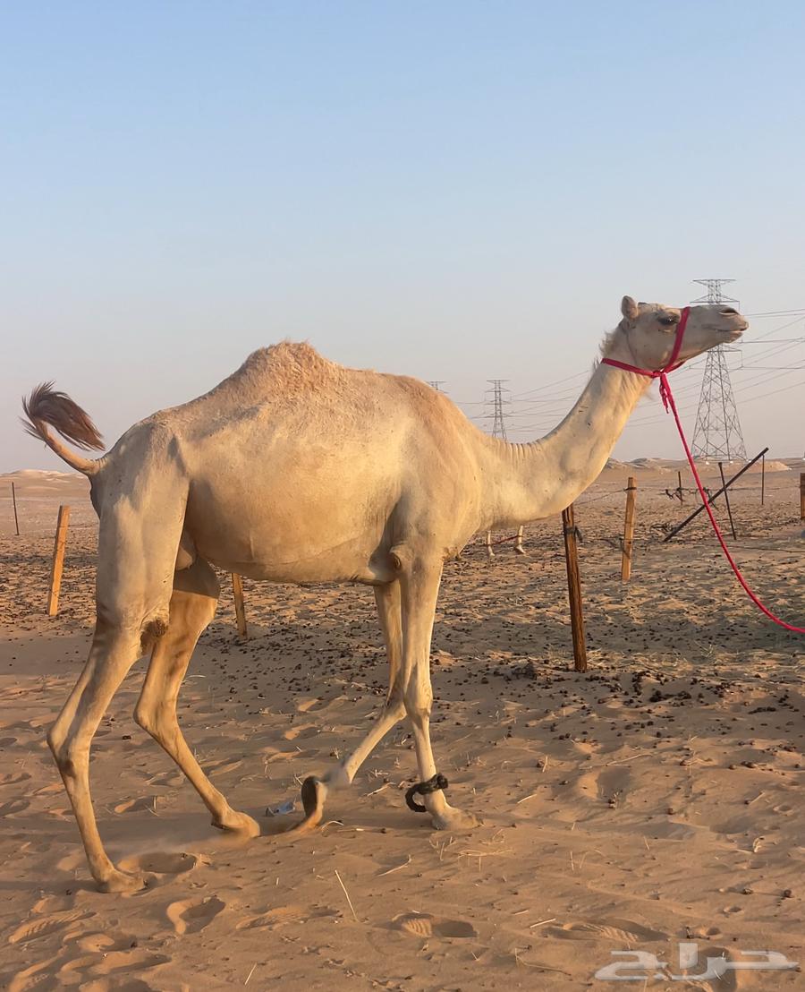 هجن لقحه طيبه قربب ولدها ثنو طيب64606548255362110