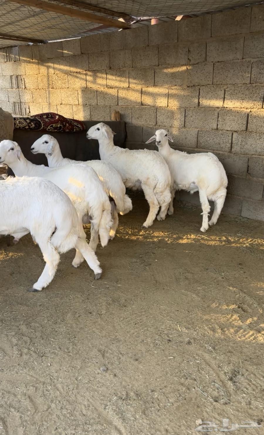 خرفان للبيع ومتوفر صغير ووسط وكبير الموقع بيشة64614584088707110