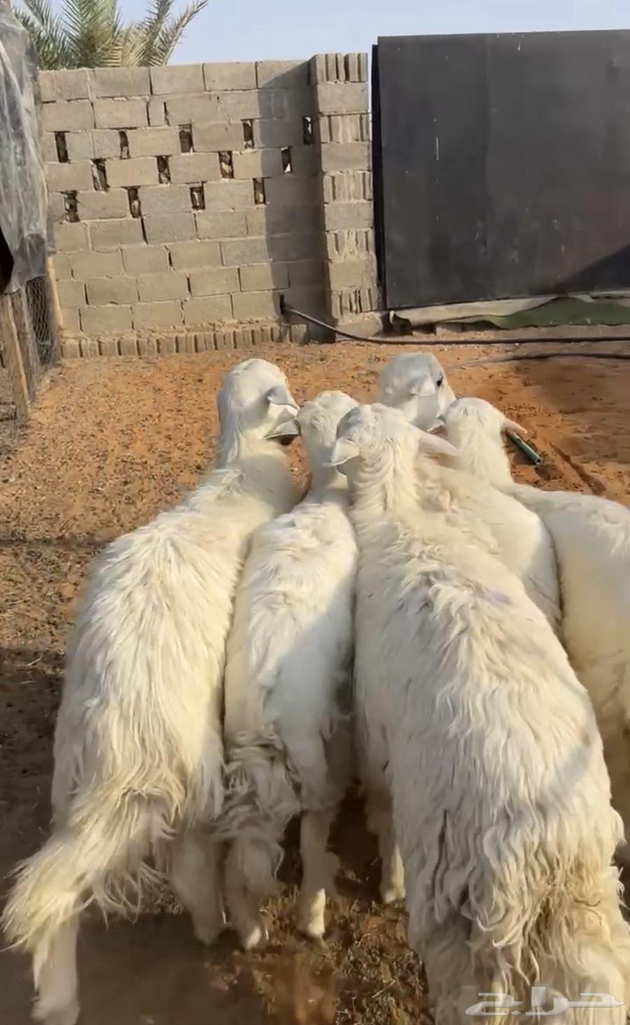 للبيع خرفان جذعان64607706737410111