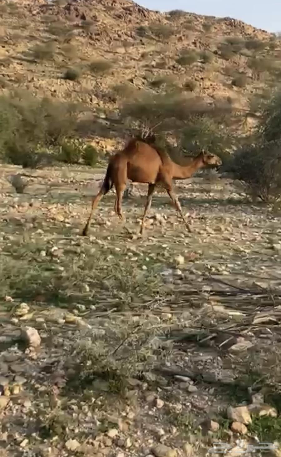 قعود سمين للبيع64612326332929111