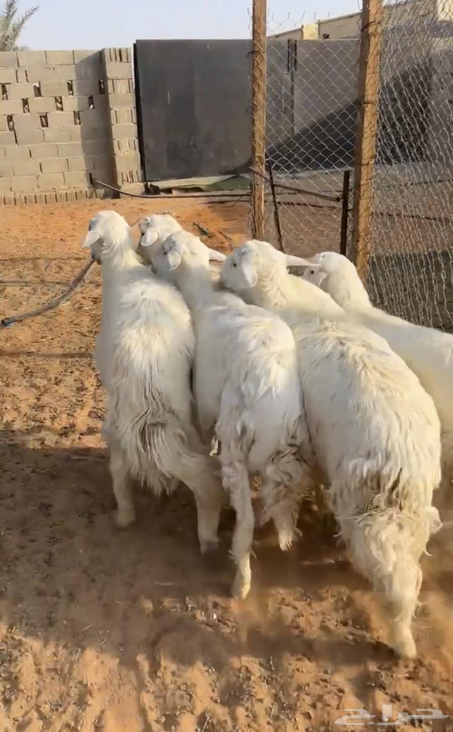 للبيع خرفان جذعان64607706737410110