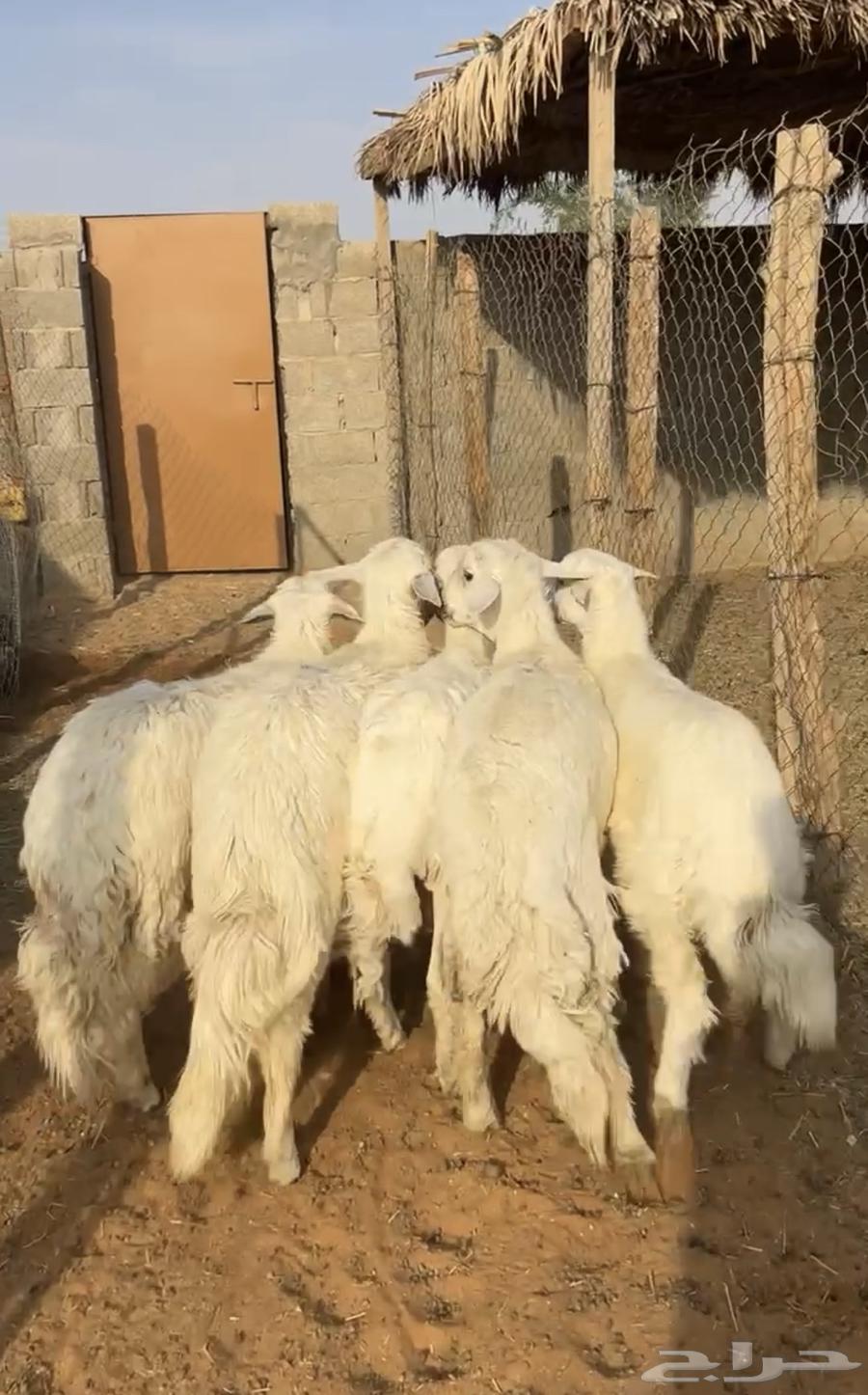 للبيع خرفان جذعان64607706737410113