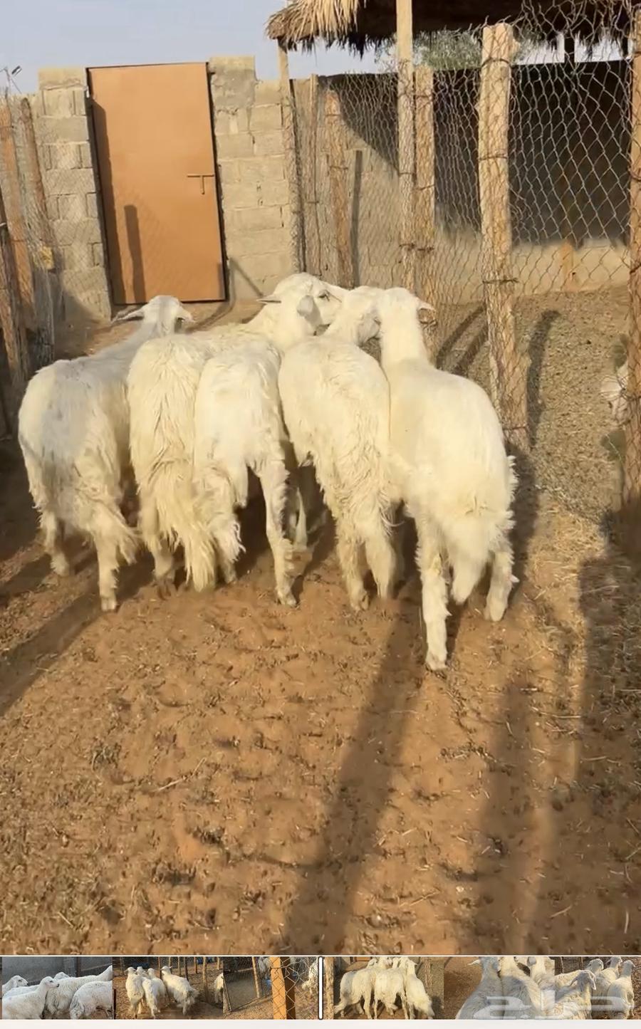 للبيع خرفان جذعان64607706737410114