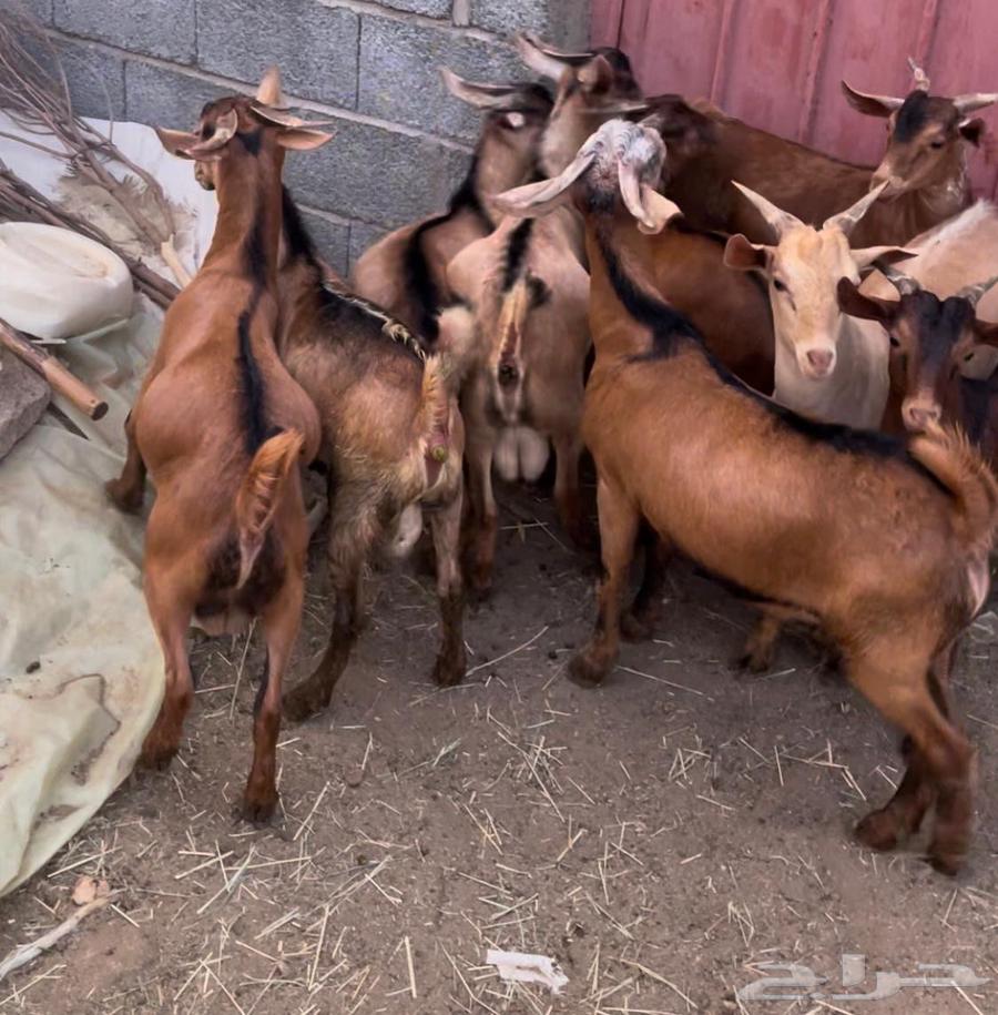 تيوس للبيع64614720328321111