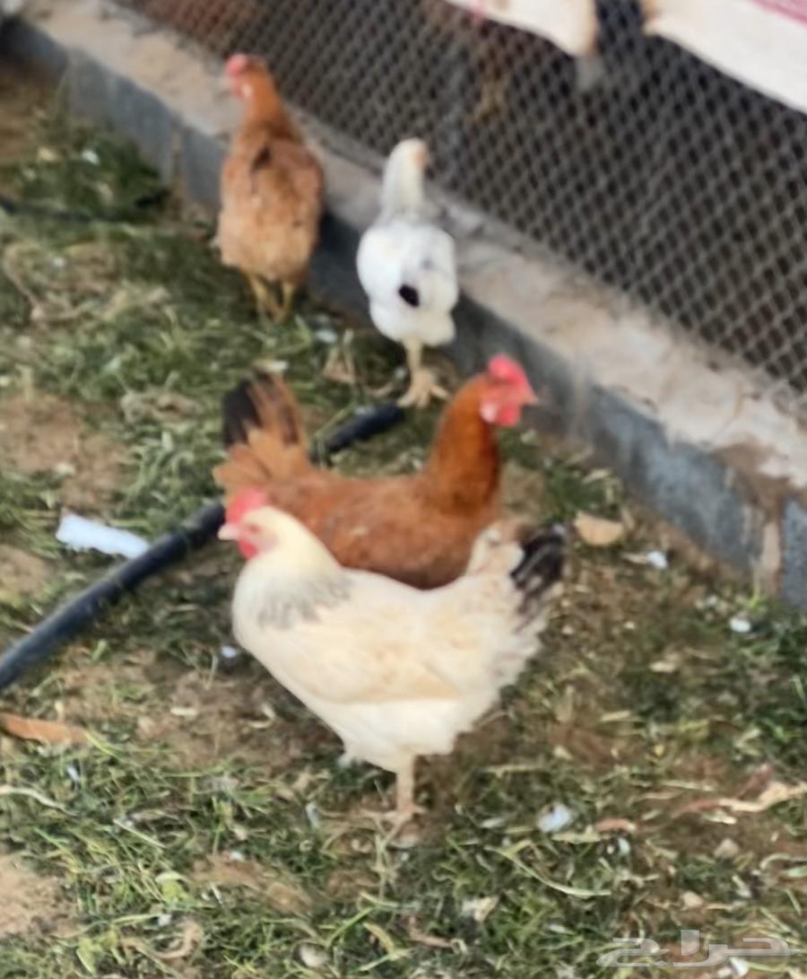 للبيع دجاج بياض بلدي و فرنسي وفيومي64612102849923111