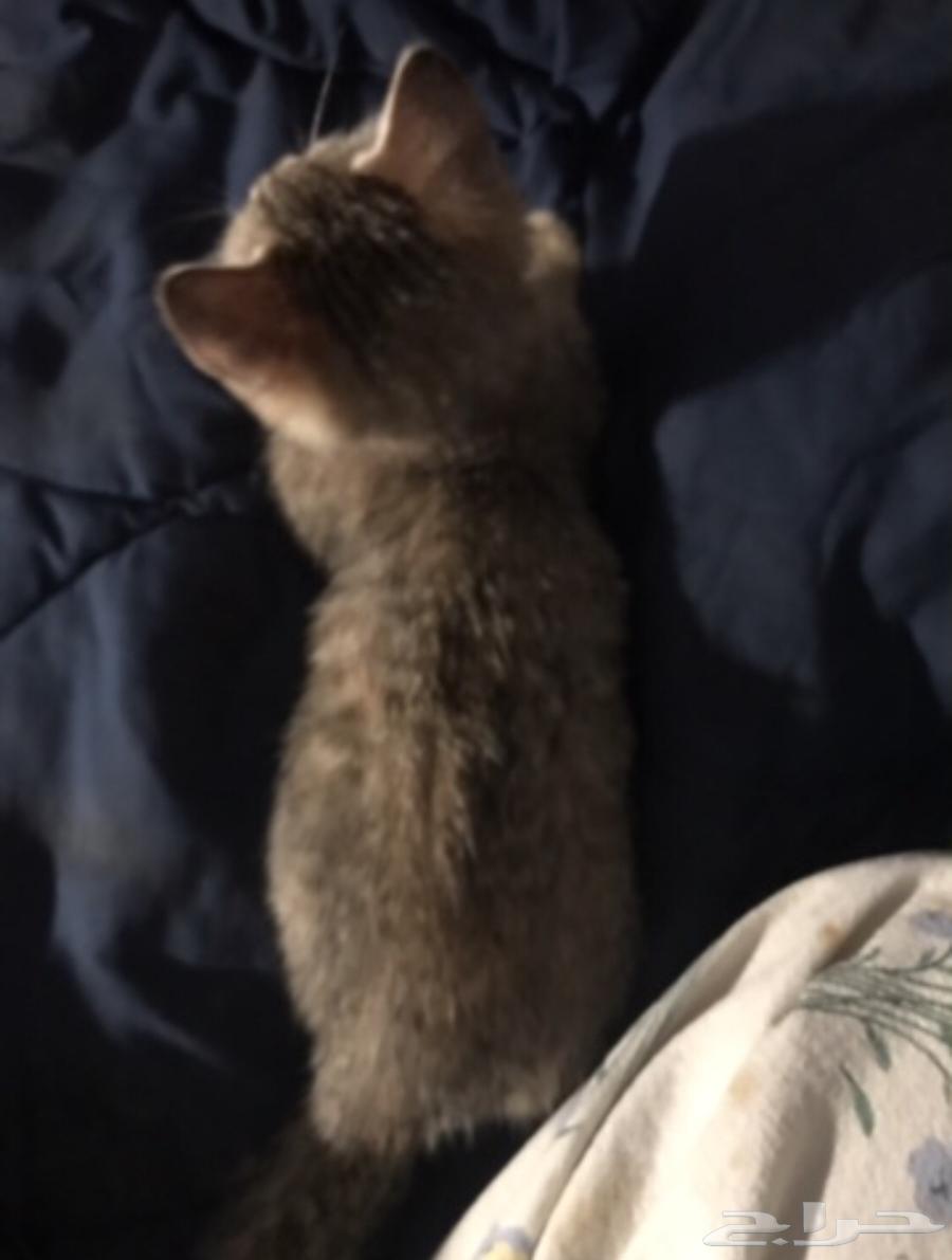 ثلاث قطط للبيع انثى تايقر وذكر تايقر والبيضا هملايا64608290738818111