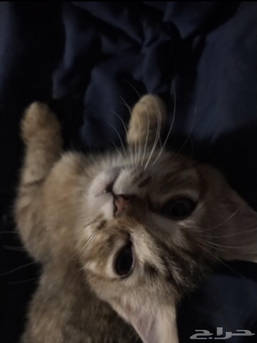 ثلاث قطط للبيع انثى تايقر وذكر تايقر والبيضا هملايا64608290738818110