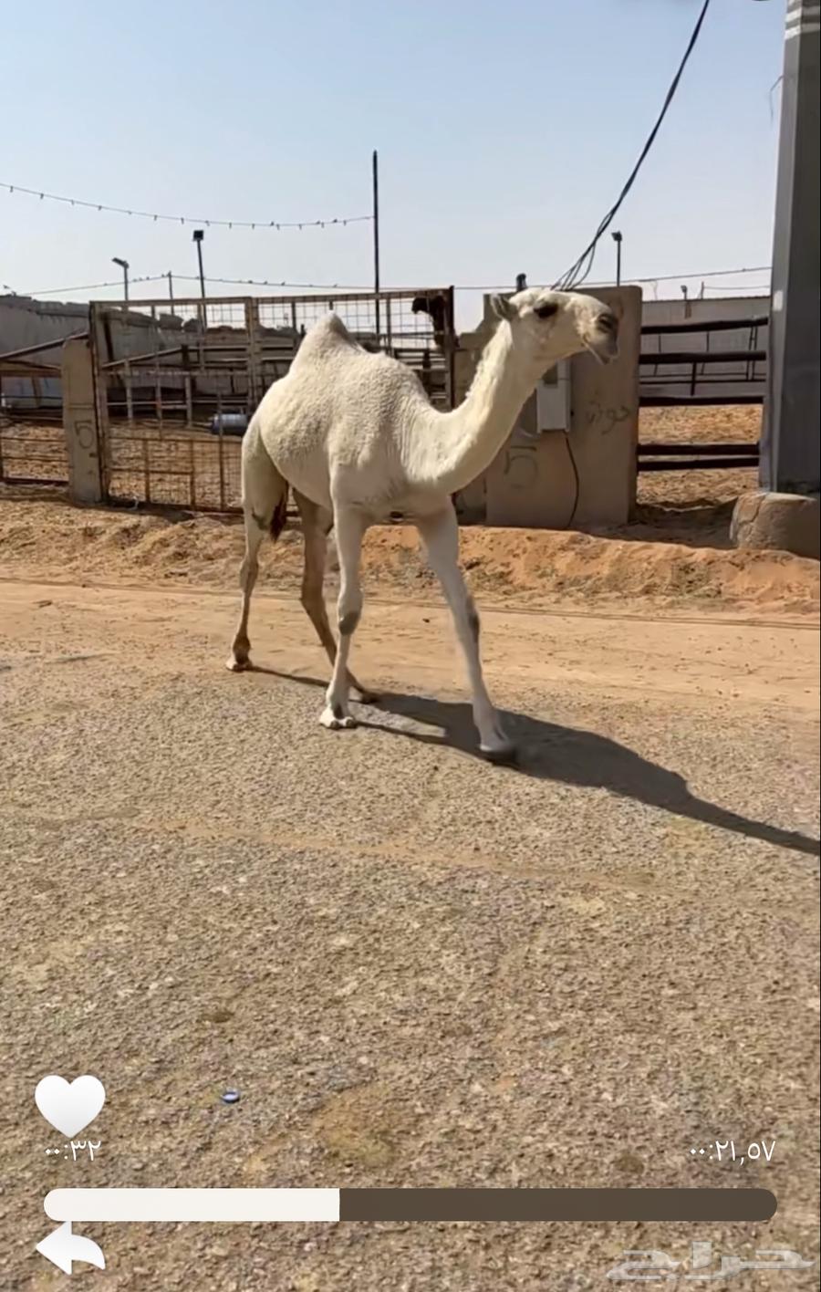 بكرة باتليه للبيع64613557483907110