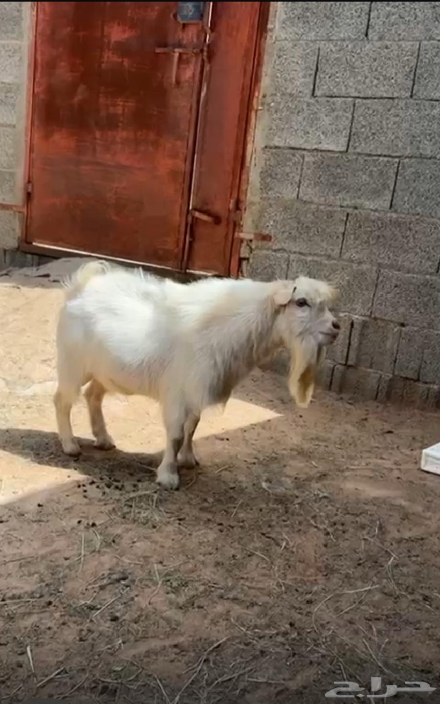 تيس قزم عمره سنه وشوي64613642909571111