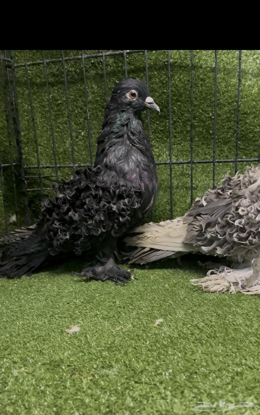 زوج مفتل منتج الذكر الأسود64615546851843111