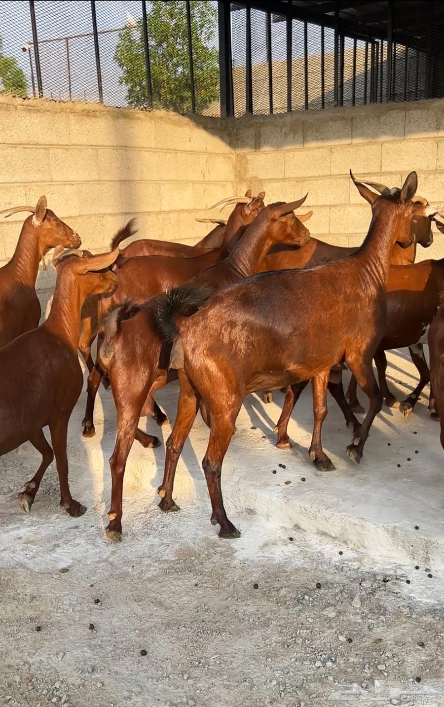 معزا دهم عدد 10 ( تم البيع )64610629327489111