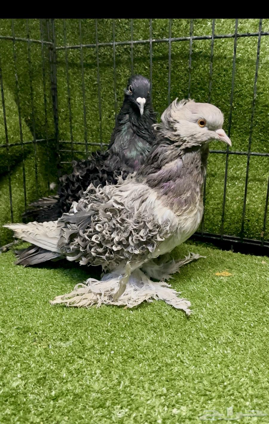 زوج مفتل منتج الذكر الأسود64615546851843110