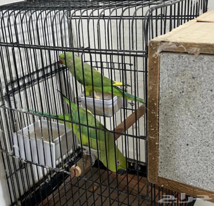 للبيع درة هندي64607570012033110