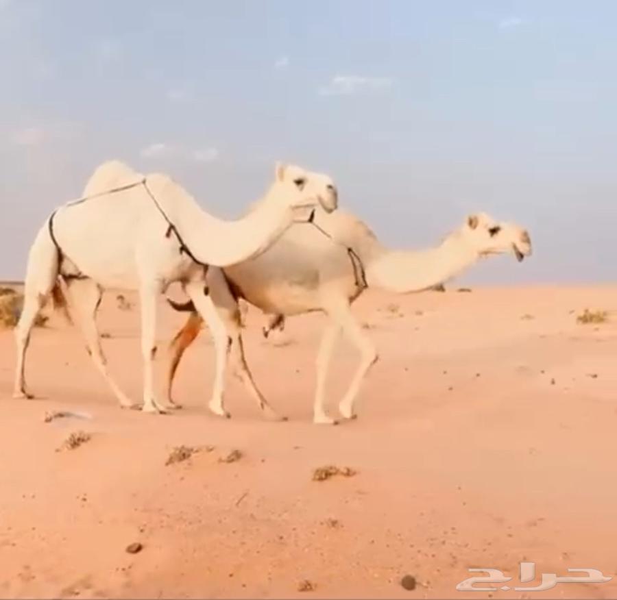 للبيع ضرايب64613974302594110