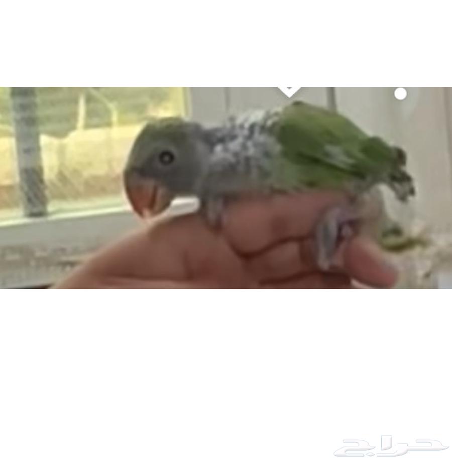 للبيع درة هندي64607570012033112