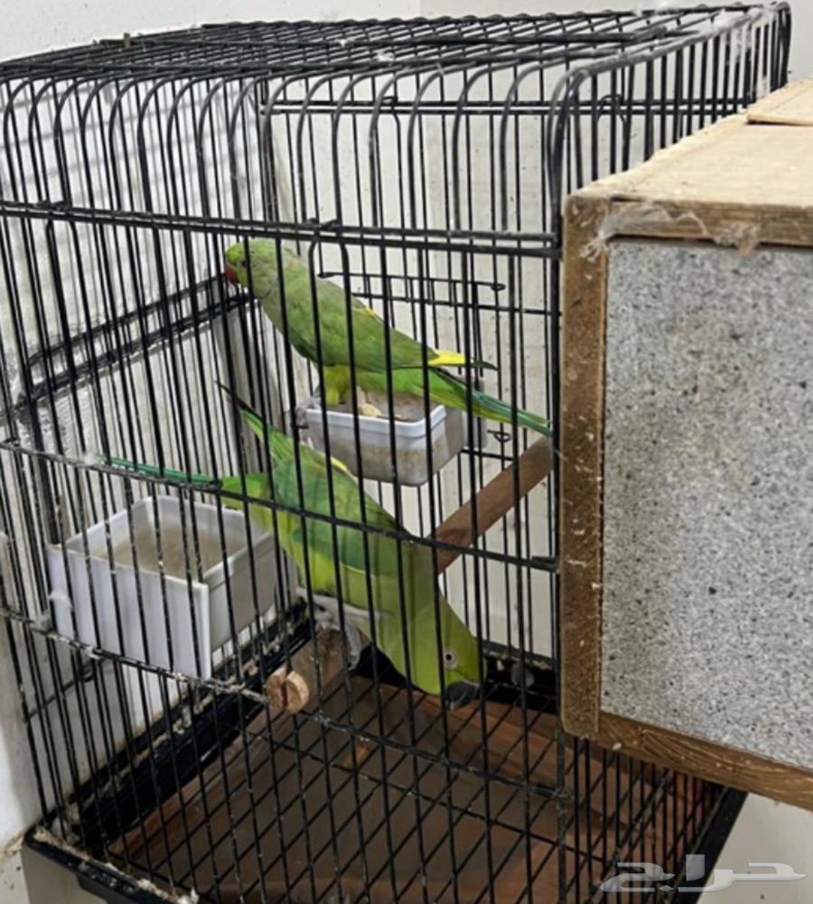 للبيع درة هندي64607570012033111