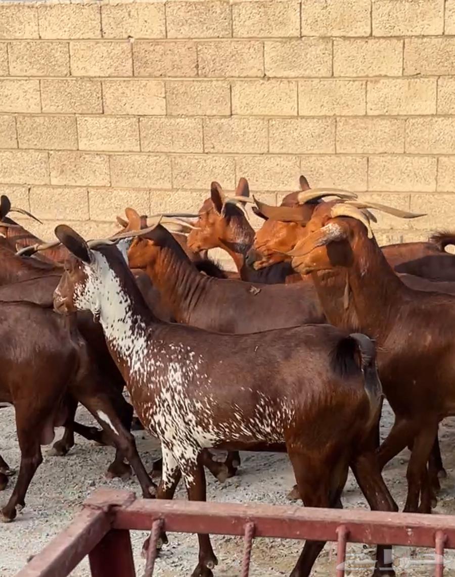 معزا دهم عدد 10 ( تم البيع )64610629327489112