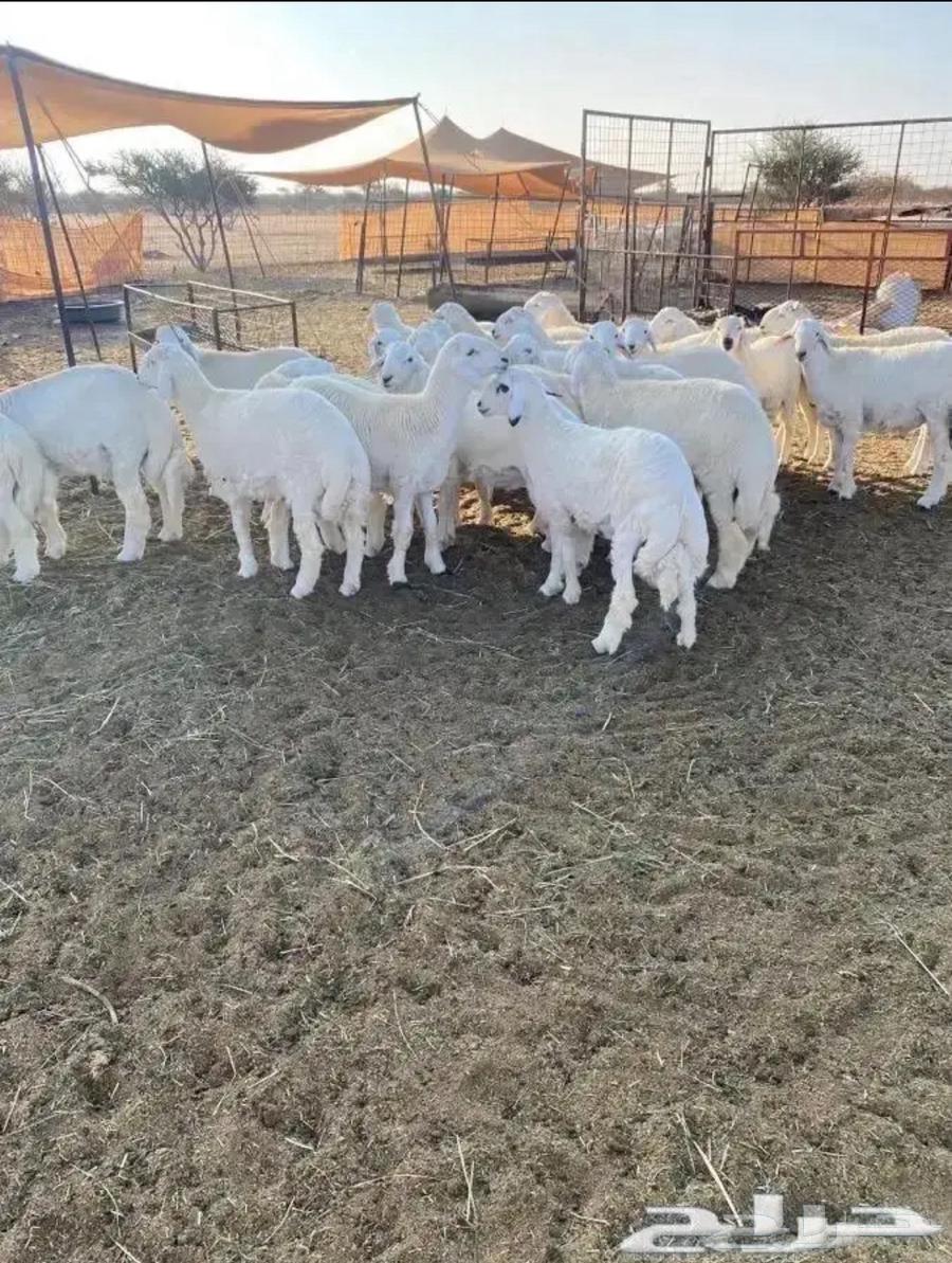 طليان للبيع64609970391810111