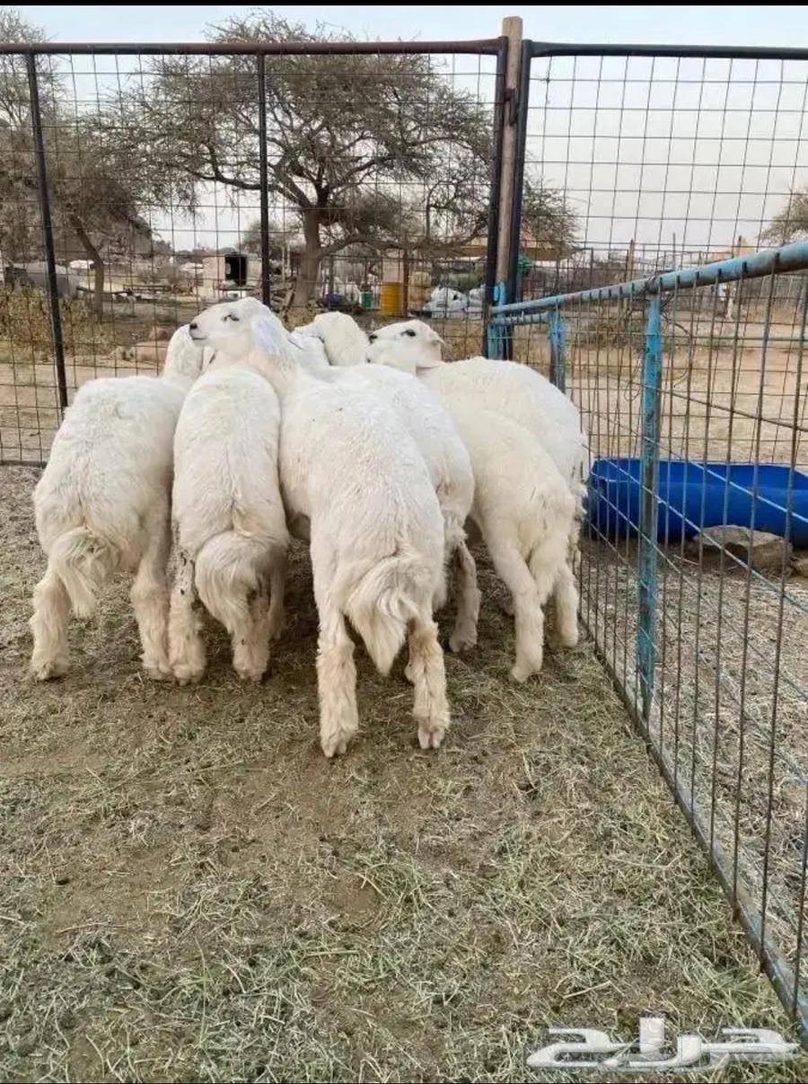 طليان للبيع64609970391810110