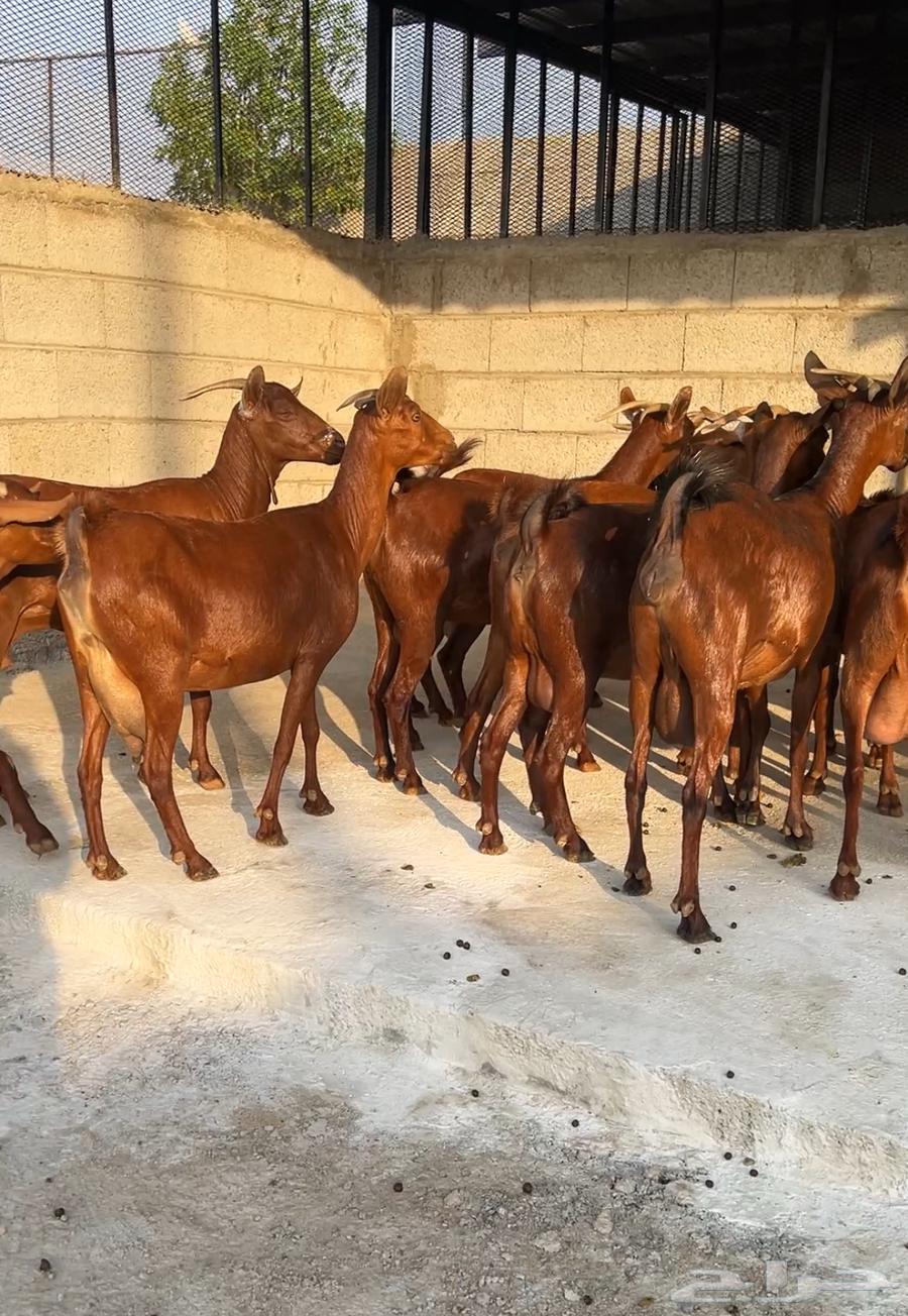 معزا دهم عدد 10 ( تم البيع )64610629327489110