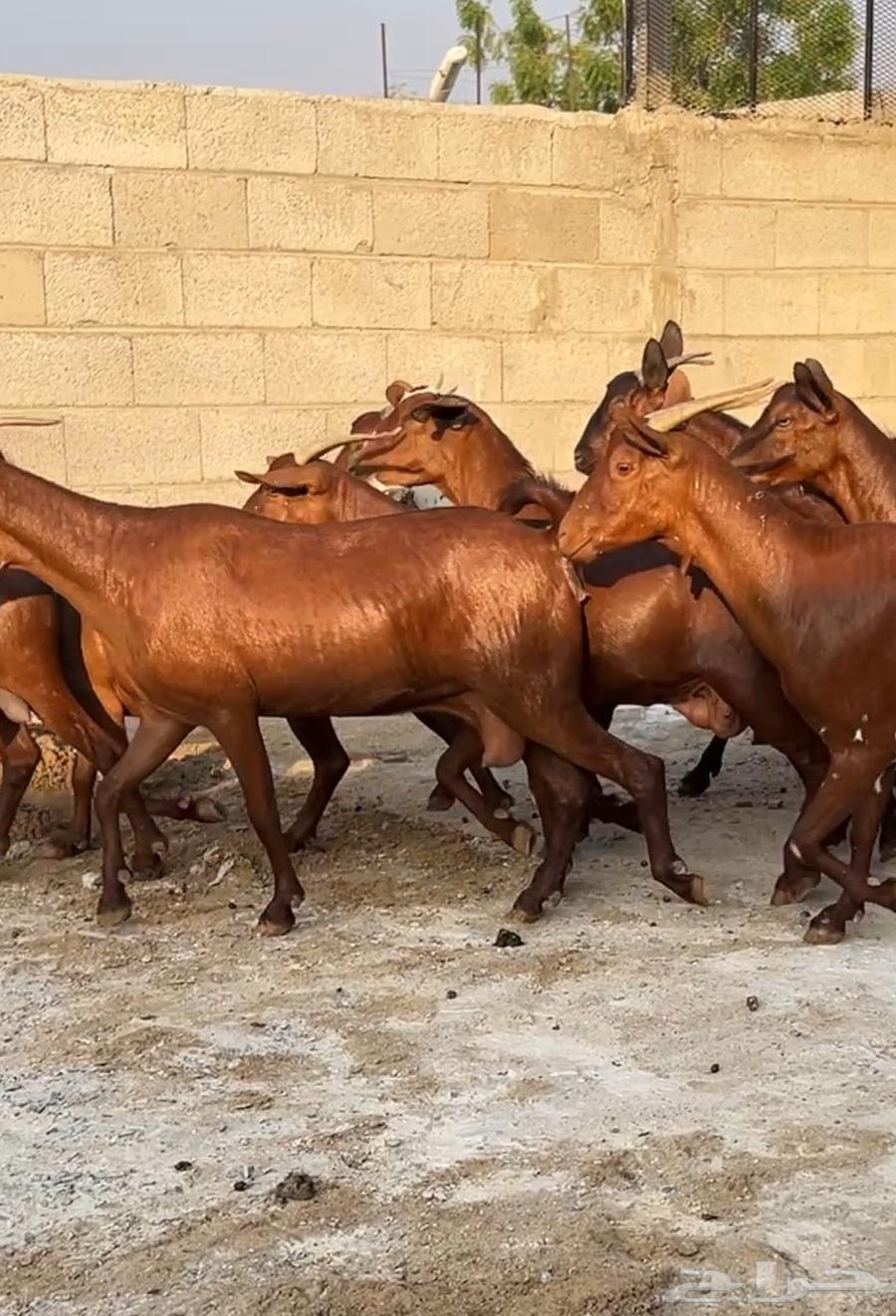 معزا دهم عدد 10 ( تم البيع )64610629327489114