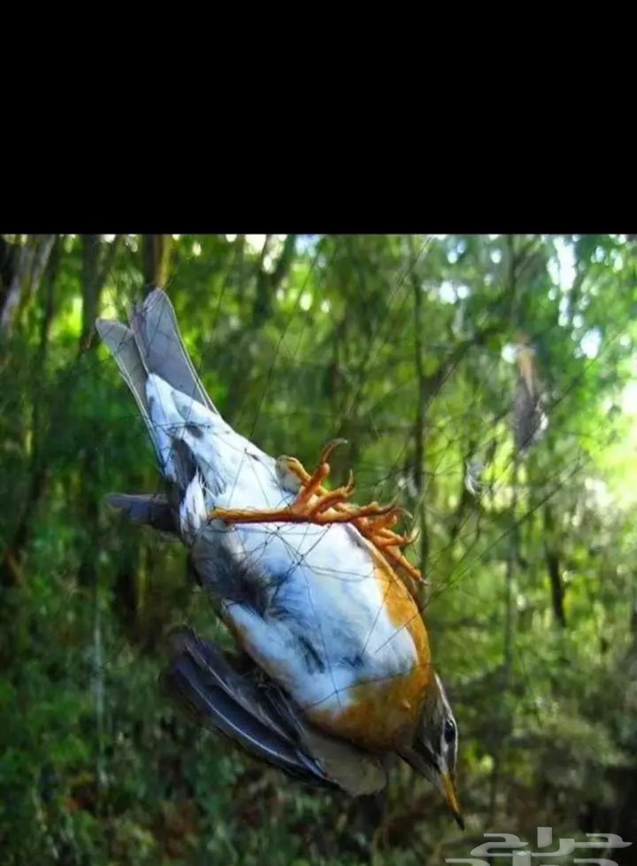 شبكة صيد حرير64607295918210112