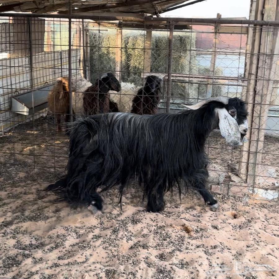 تيس فحل ( تم البيع )64611992438146110