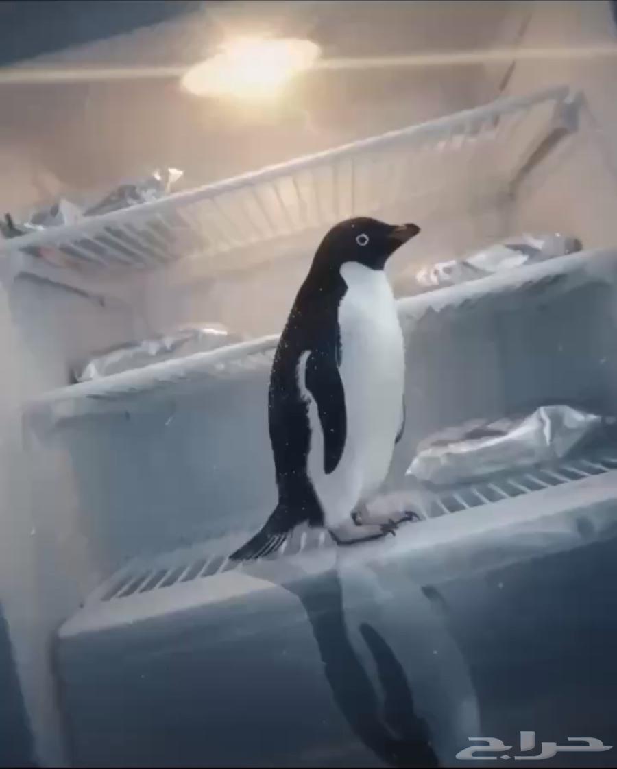 بطريق للبيع64610841345793110