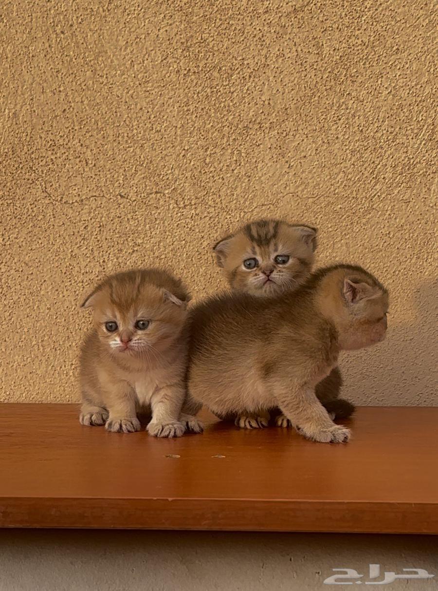 للبيع انثى سكوتش بيور مستوى فاخر تم البيع64607818428035111