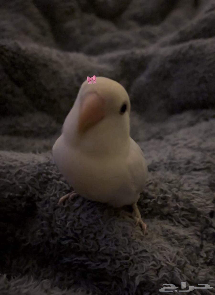 طير الروز64607060282754110