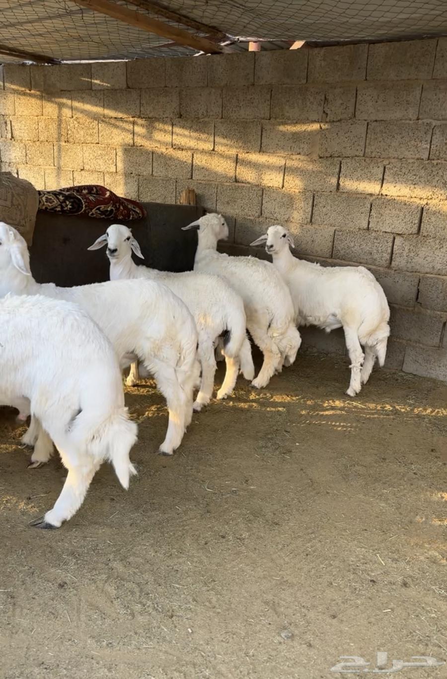 خرفان للبيع ومتوفر صغير ووسط وكبير الموقع بيشة64614584088707111