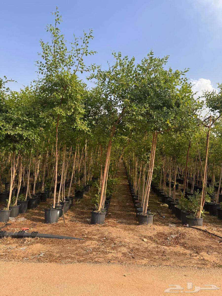 اشجار سدر بلدي 2 بوصة64610033416193110