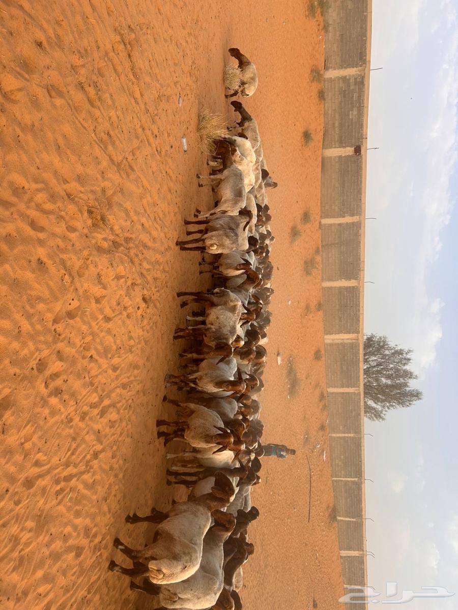 للبيع نعيم64615559022467112