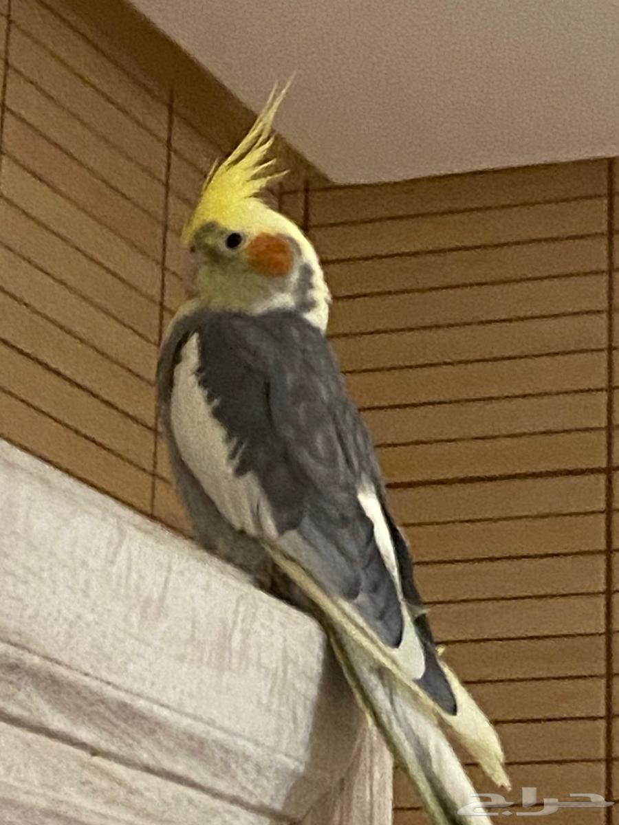 طيور للبيع   قفص64612530523651111