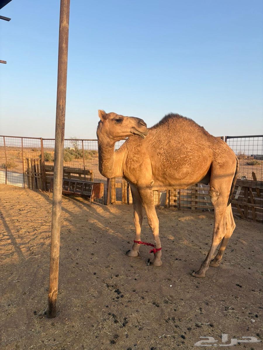 قعود للبيع64614596596099110