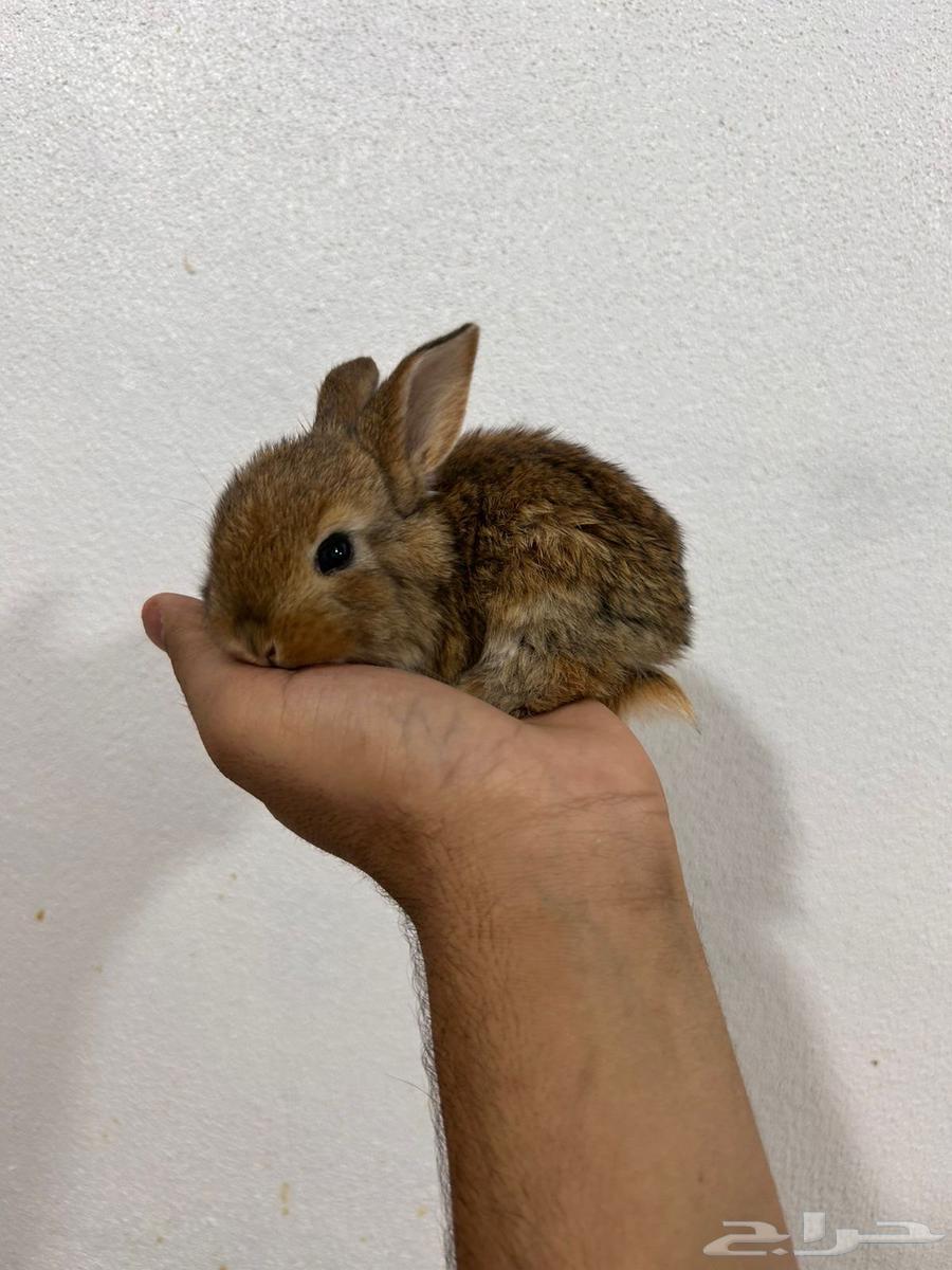 ارانب نذر لاند الهولندية القزمية64606233502083113
