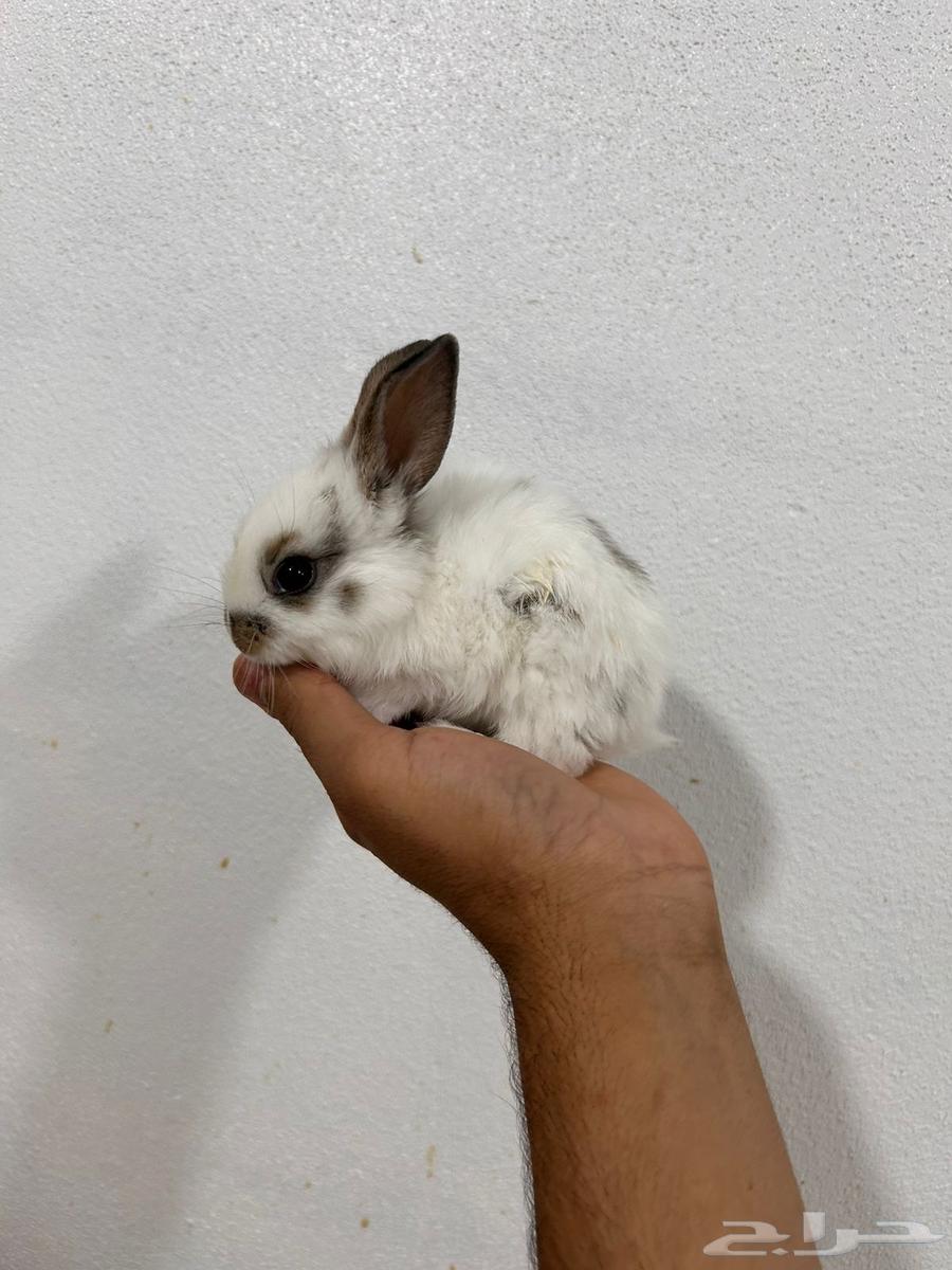 ارانب نذر لاند الهولندية القزمية64606233502083112