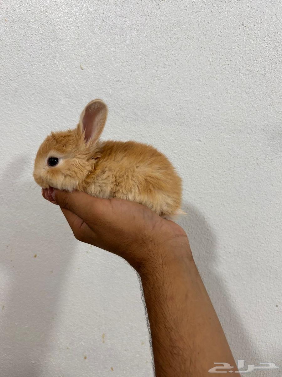 ارانب نذر لاند الهولندية القزمية64606233502083111
