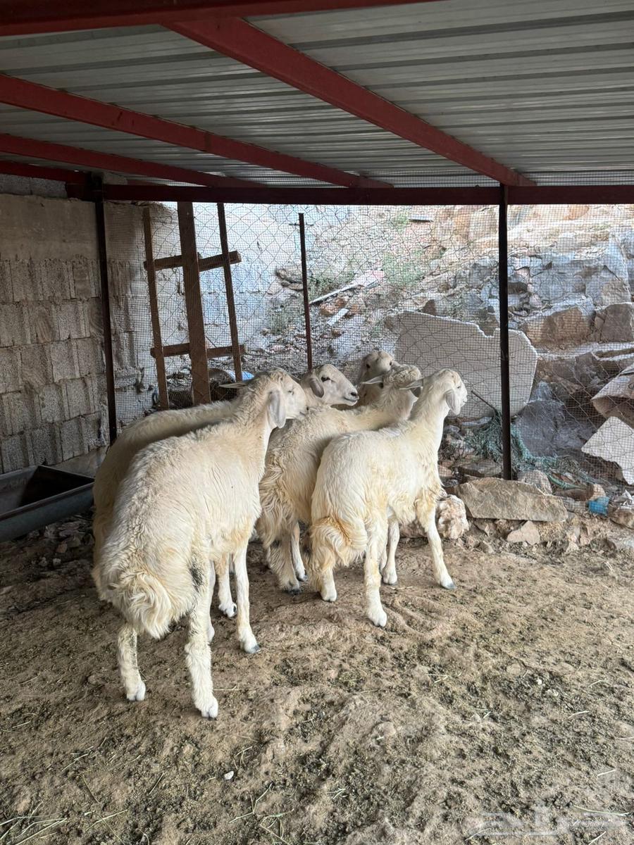 طليان ذبايح للبيع64612530509058111