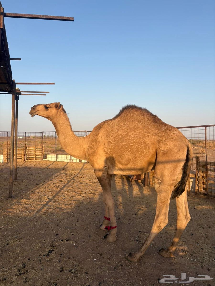 قعود للبيع64614596596099111