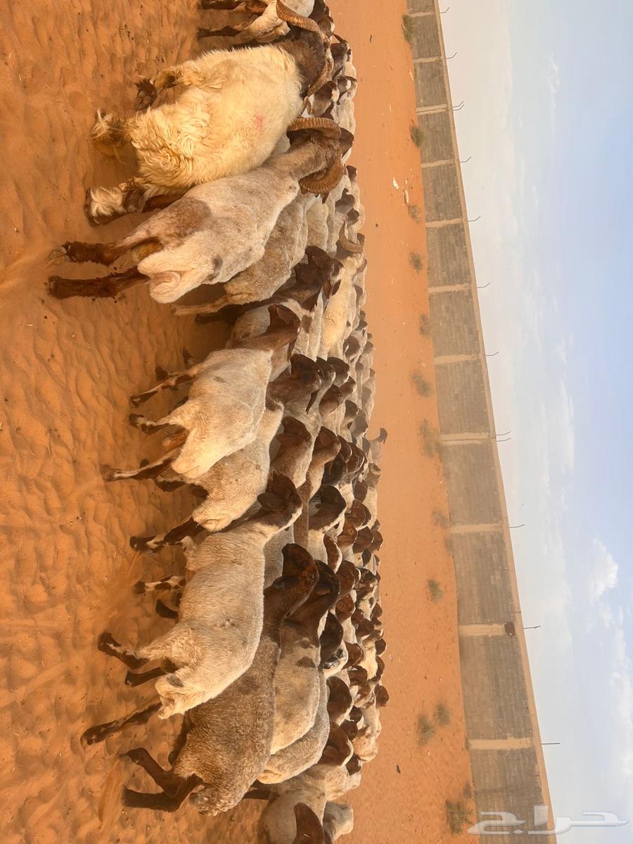 للبيع نعيم64615559022467110