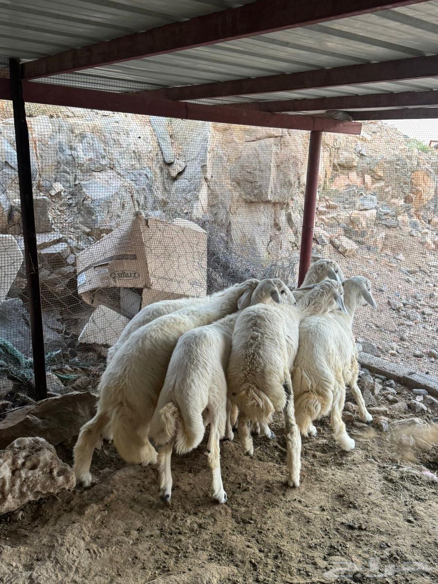 طليان ذبايح للبيع64612530509058110