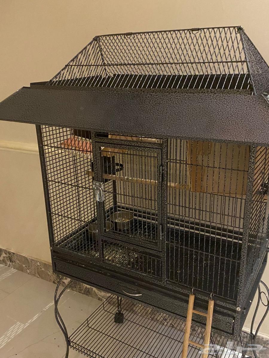 طيور للبيع   قفص64612530523651113