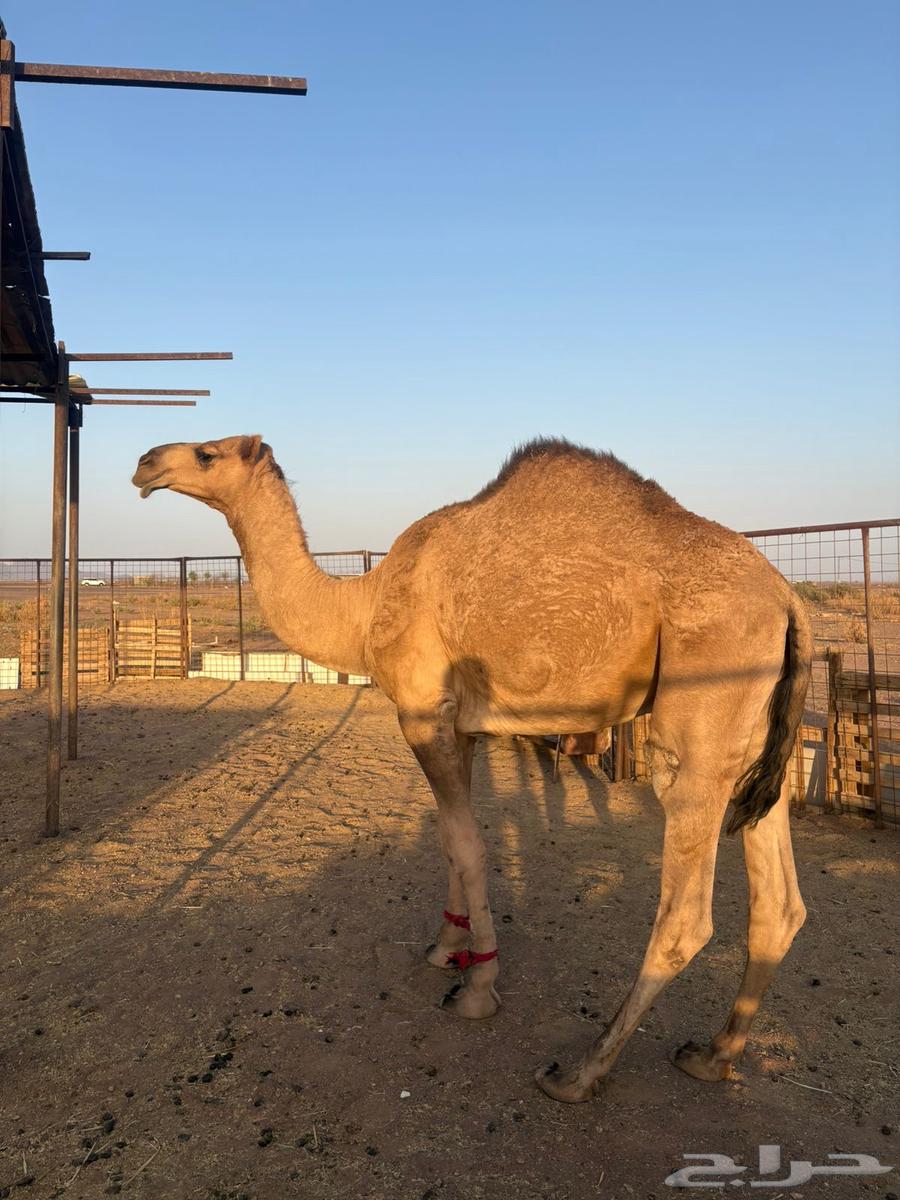 قعود للبيع64614596596099112