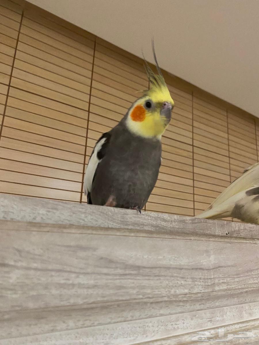 طيور للبيع   قفص64612530523651112