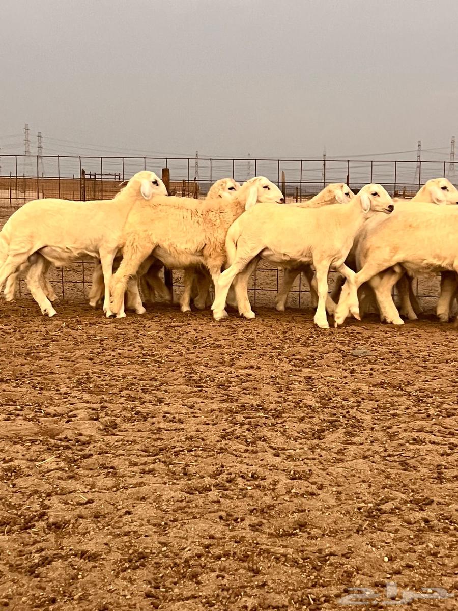 طليان مناسبات للبيع64615362187137110